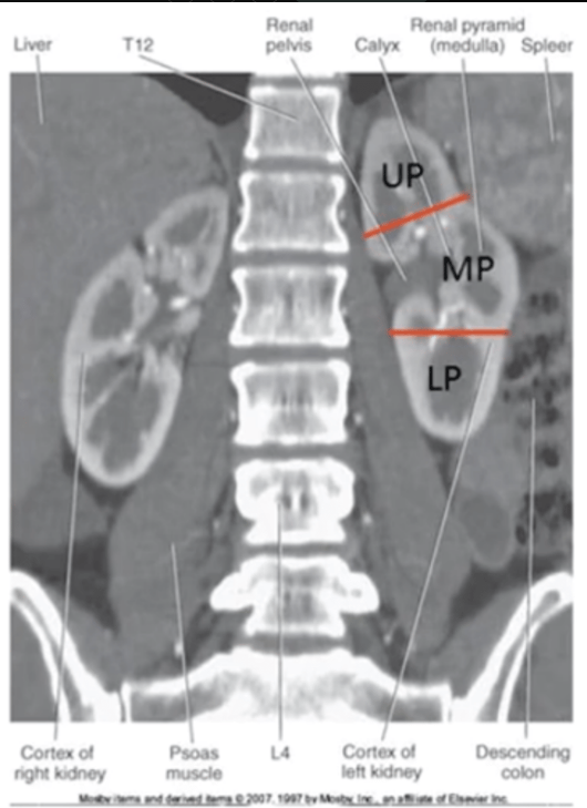 <p><span>The kidneys lay In what kind of plane?</span></p>