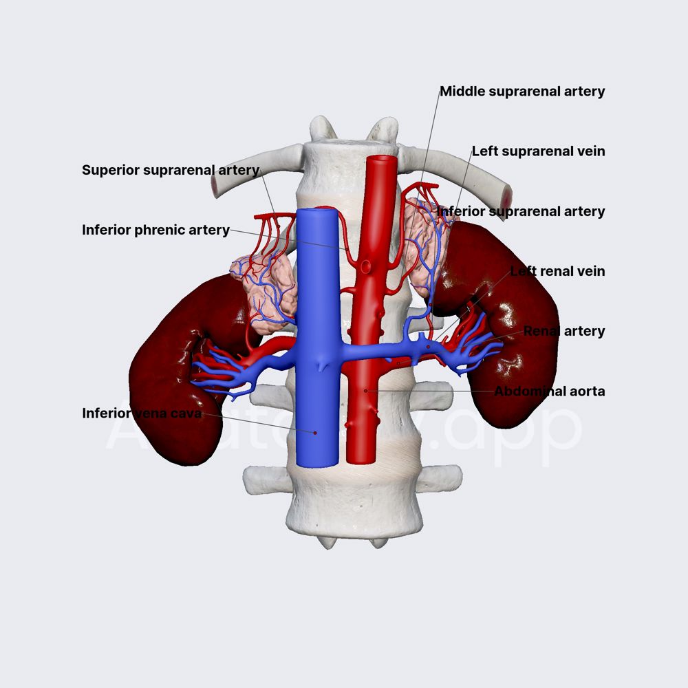 <ul><li><p>suprarenal artery</p><ul><li><p>branch off of abdominal aorta</p><ul><li><p>supplies adrenal galnds</p></li></ul></li></ul></li></ul><p></p>