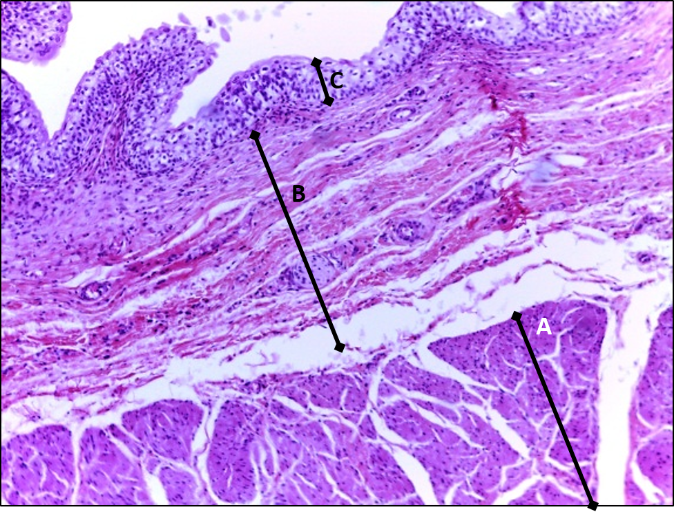 <p>A</p>
