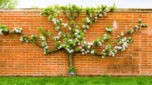 <p>Trained to grow flat against a wall or support</p>