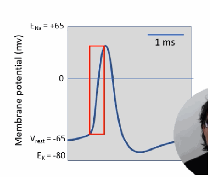 <p>As the membrane depolarises, more and more voltage-gated Na+ channels open, letting in more Na+, which causes further depolarisation and opens still more channels — a positive feedback loop that continues until it drives Vm sharply upward toward ENa.</p>