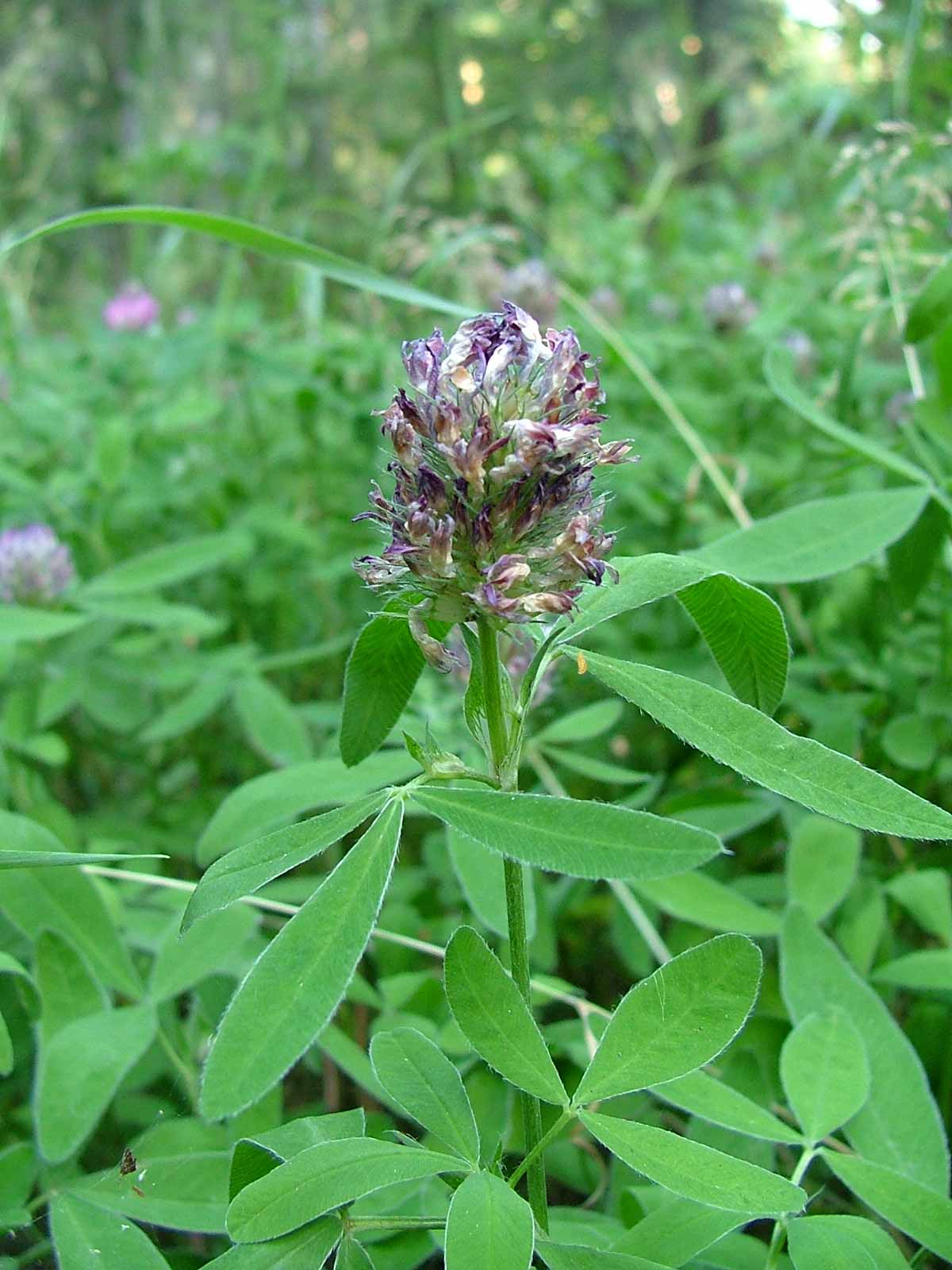 <p><span style="background-color: rgba(0, 0, 0, 0); line-height: 27px;">Klasa <strong>TRIFOLIO-GERANIETEA </strong></span>związek <strong>Mezofilne okrajki</strong></p>