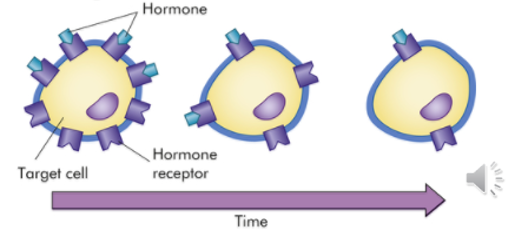 <p>process by which target cells decrease number of receptors in response to prolonged exposure to a high level of hormone in the blood</p>