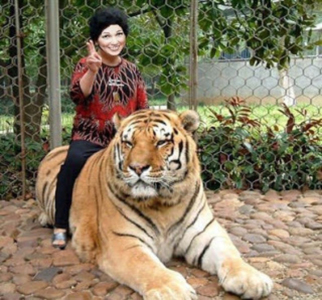 <p>to tame</p>