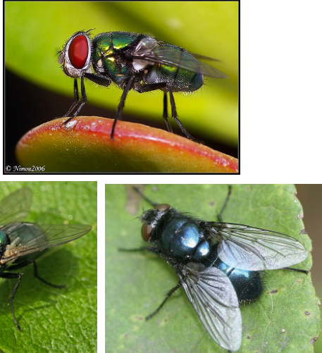 <p>antennae with plumose arista</p>