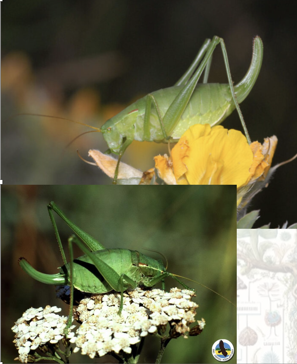 <p>Latin, magyar, védett?, hang</p>