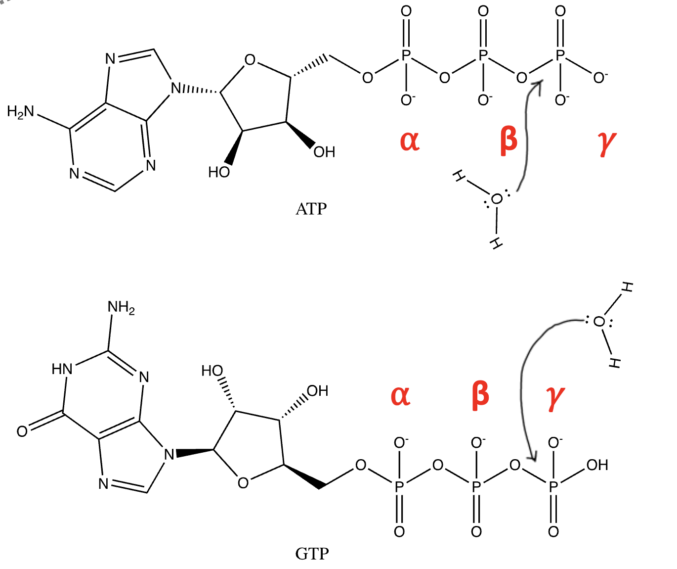 <p>Hydrolysis products (gamma phosphate clipped) are lower energy</p><p>Hydrolysis leads to more conformational states for products (resonance, reduce electrostatic</p><p>repulsion)</p>