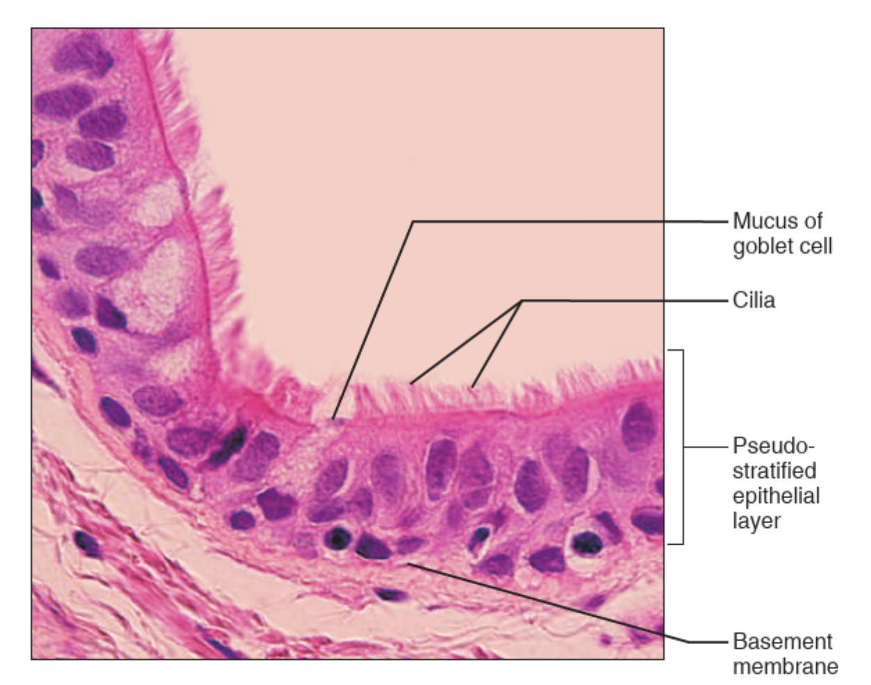 <p>What tissue is this?</p>