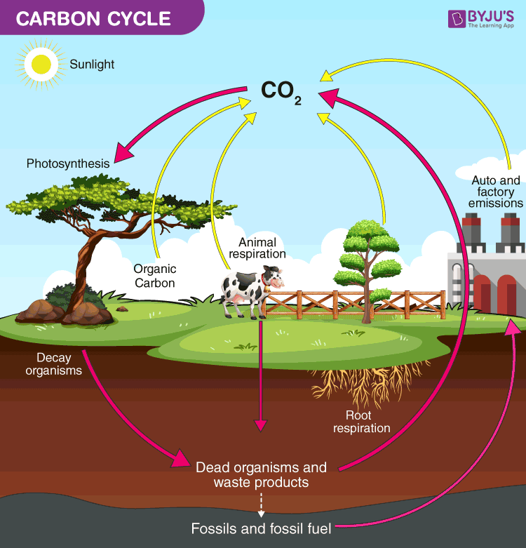 <p>movement and recycling of essential elements between organisms and physical environment (ex nitrogen cycle, water cycle), decomposers play a key role</p>