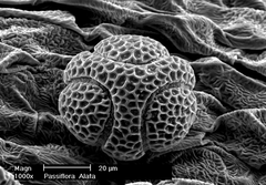 <p>Resolution: ~1-10 nm</p><p>Pros: 3D-like surface imaging</p><p>Cons: <mark data-color="yellow" style="background-color: yellow; color: inherit;">Sample coating required</mark>, only non-living samples</p>