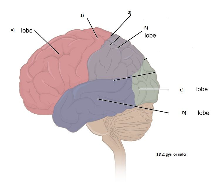 <p>label each lobe ABCD</p>