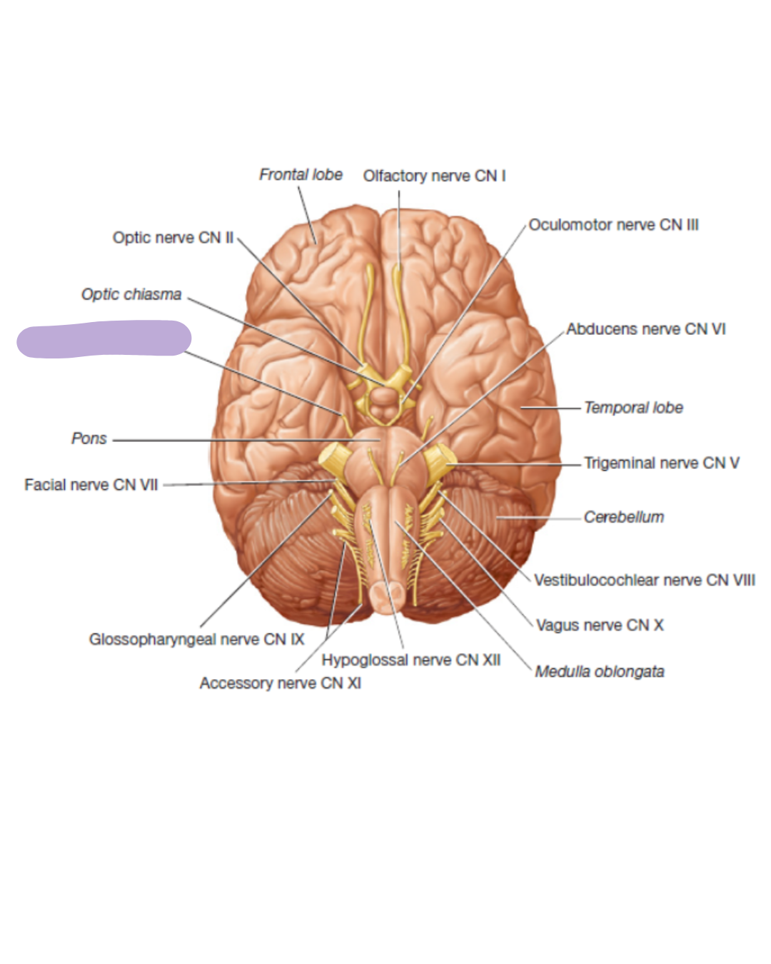 <p>where is this nerve located</p>