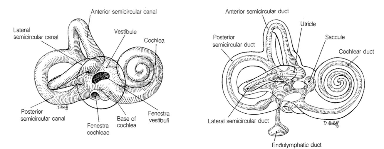 <p>cochlea </p>