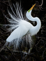 <p>What is the order, family, and species?</p>
