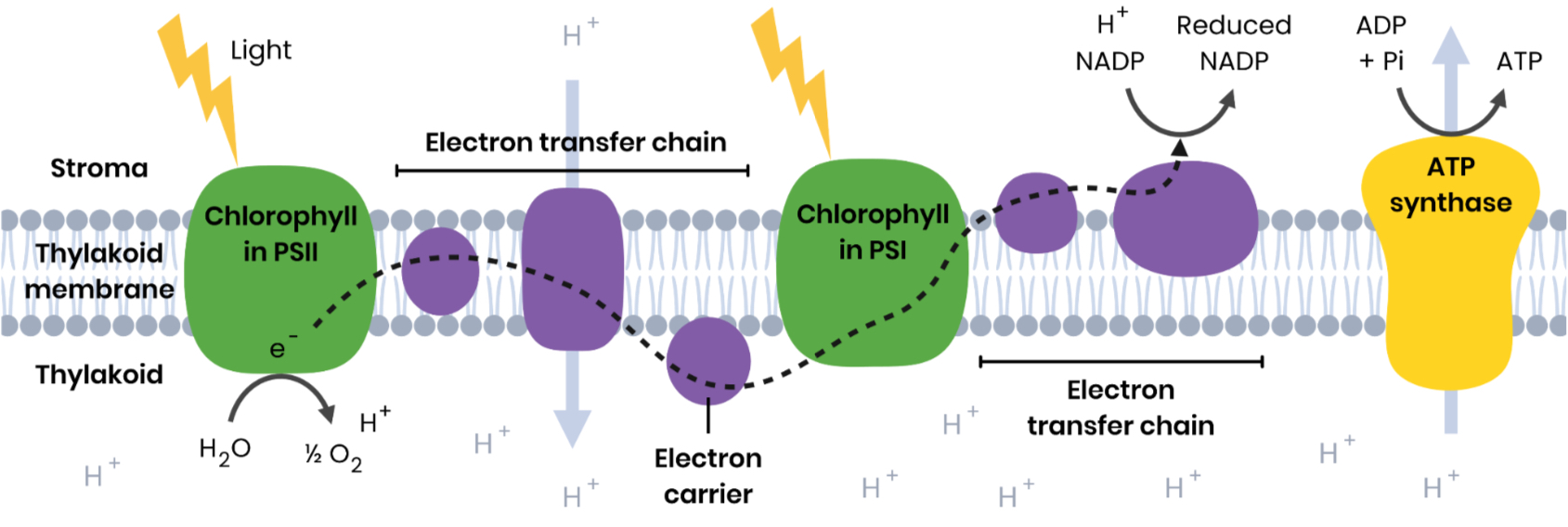<p></p><p>Water splits to produce protons, electrons and oxygen (H2O → ½ O2 + 2e- + 2H+)</p><p>Electrons replace those lost from chlorophyll</p>