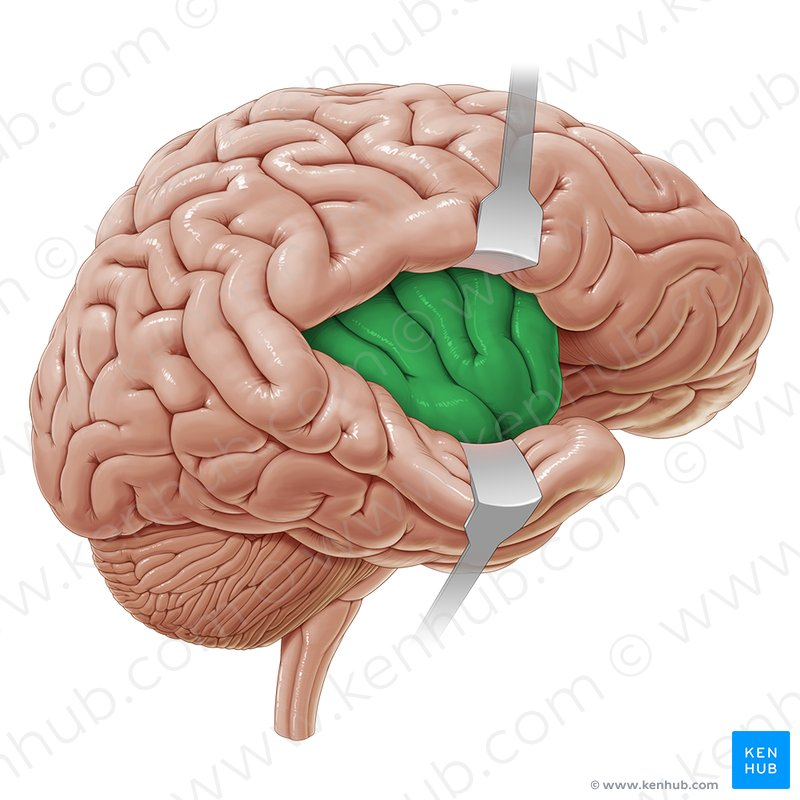 <p>Part of the pain pathway that is located in the cortex and is responsible for the perception of the quality of the pain. </p><ul><li><p>Hint: IC</p></li></ul><p></p>
