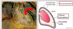 <p>parietal and visceral</p>