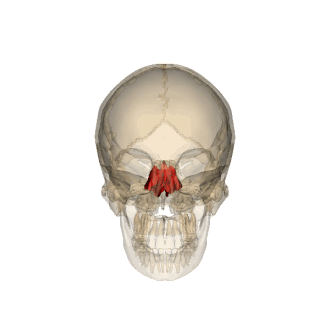 <p>What bone is this?</p>