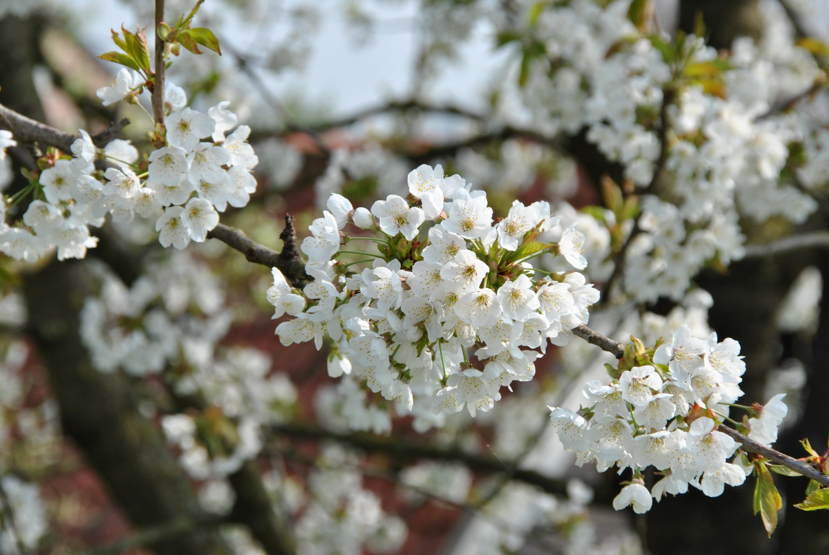 <p>prunus avium</p>