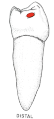 <p>can</p>