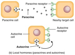 <p>Paracrines are local hormones that affect nearby cells, while autocrines act on the same cell that secretes them.</p>