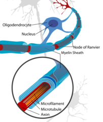 <p>oligodendrocytes</p>