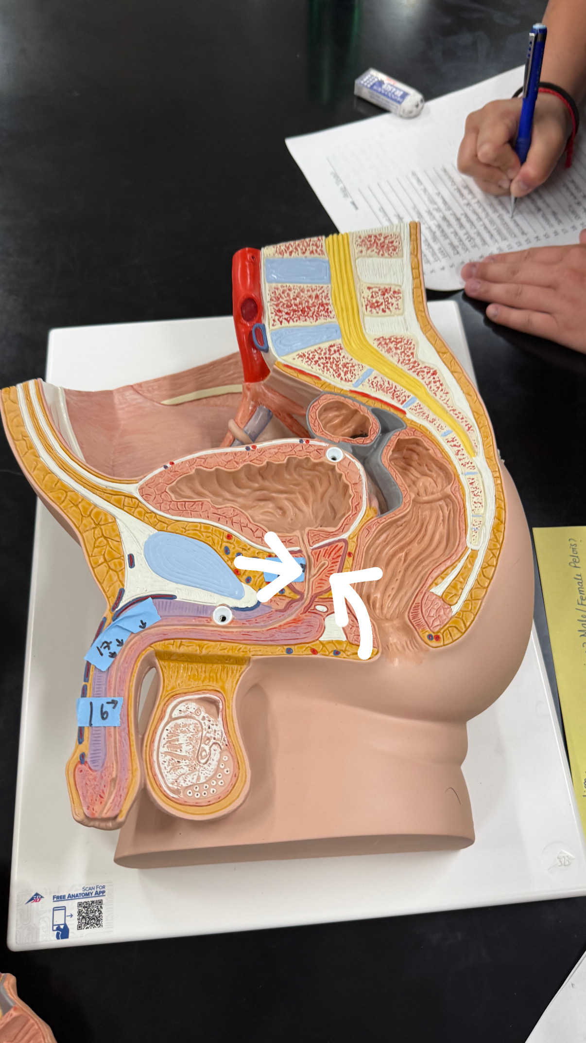 <p>under the bladder the urethra “Y’s”</p>