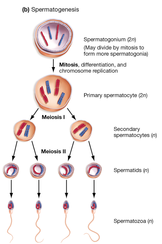 <p>What are the stages of spermatogenesis and the ploidy of each cell?</p>