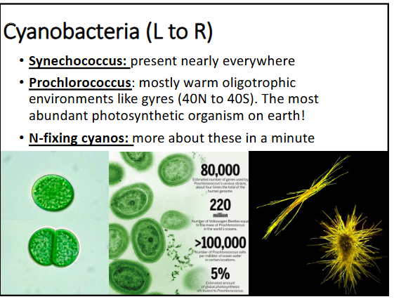 <p><span style="color: rgb(0, 0, 0);">-synechococcus: present nearly everywhere</span><span style="color: rgb(0, 0, 0);"><br></span><span style="color: rgb(0, 0, 0);">-prochlorococcus: mostly warm oligotrophic environments like gyres (40N to 40S); the most abundant photosynthetic organism on earth!</span><span style="color: rgb(0, 0, 0);"><br></span><span style="color: rgb(0, 0, 0);">-N-fixing cyanos </span></p>