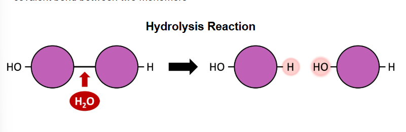 <p>polymers can be broken down into their monomeric subunits via HYDROLYSIS reactions</p><p></p><ul><li><p>a water molecule is split to provide the -h and -oh groups requires to break the covalent bond between two monomers</p></li></ul><p></p>