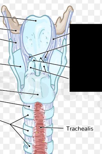 <p>Posterior smooth muscle wall; allows flexibility and diameter adjustment during coughing.</p>