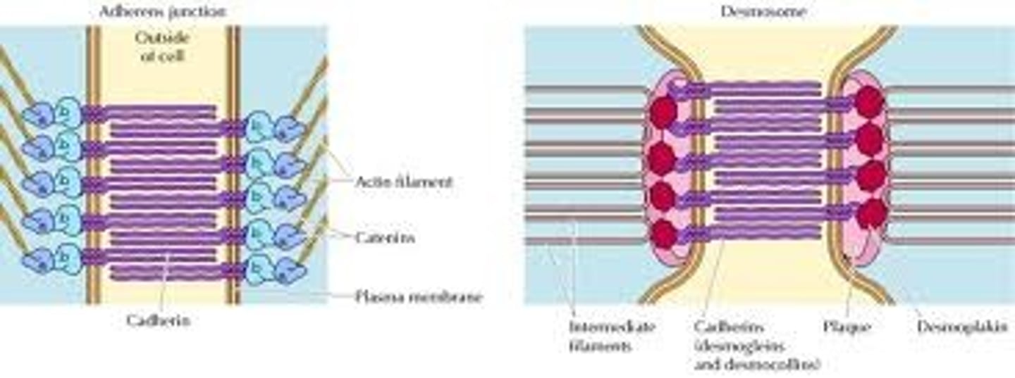 <p>Groups of glycoproteins that mediate calcium-dependent cell adhesion</p><p>Often hold similar types of cells together (ex. Epithelial cells)</p><p>Differ for each type of cell bound</p>