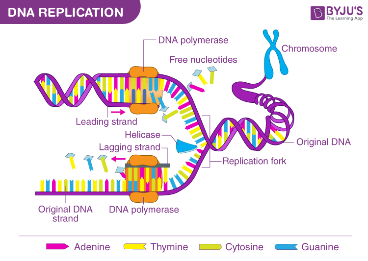 <p>Helicase, Polymerase 3, primase, ligase</p>