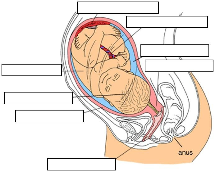 <p>label</p><ol><li><p>what is the placenta?</p></li><li><p>what is the function of the umbilical cord?</p></li><li><p>what comes out when the baby delivered?</p></li><li><p>what does it mean when the ‘waters break’?</p></li></ol><p></p>