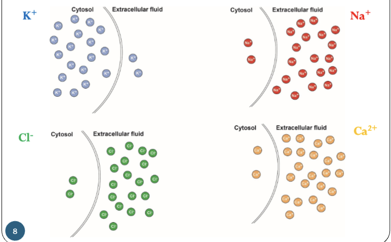 <p>External and internal concentrations for K+, Na+, Ca2+ and Cl- ions</p>