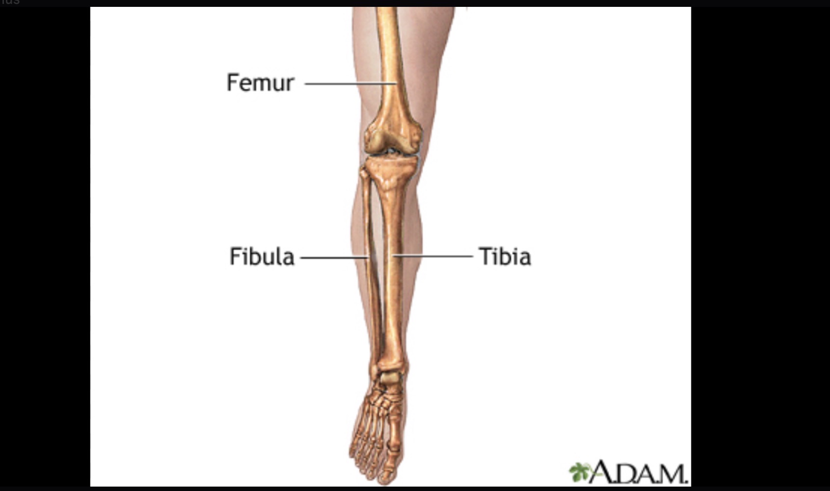 <p>Smaller lower leg bone</p>