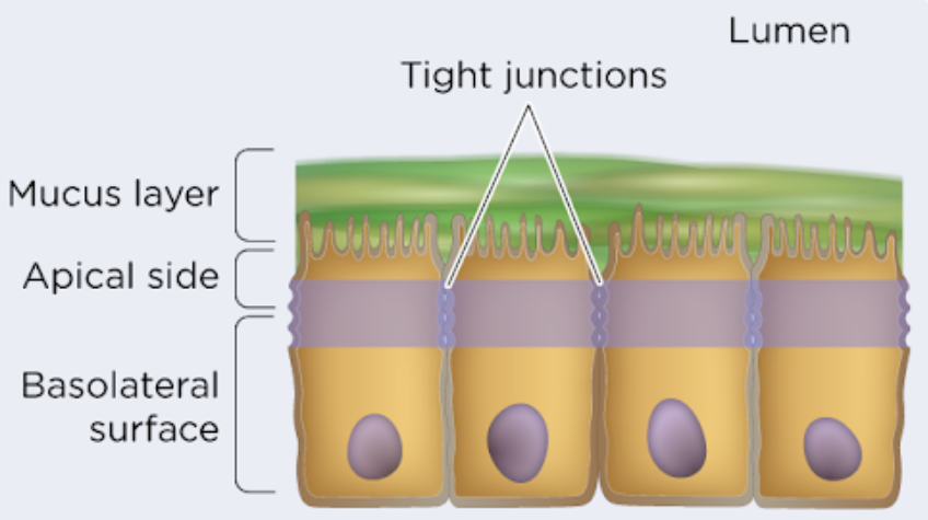 <p>solutes from leaking between cells, also creates a voltage difference</p>