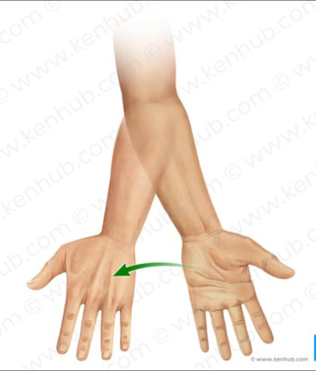 <p>_____ is movement that rotates the forearm so that the palms are facing anteriorly or upward.</p>