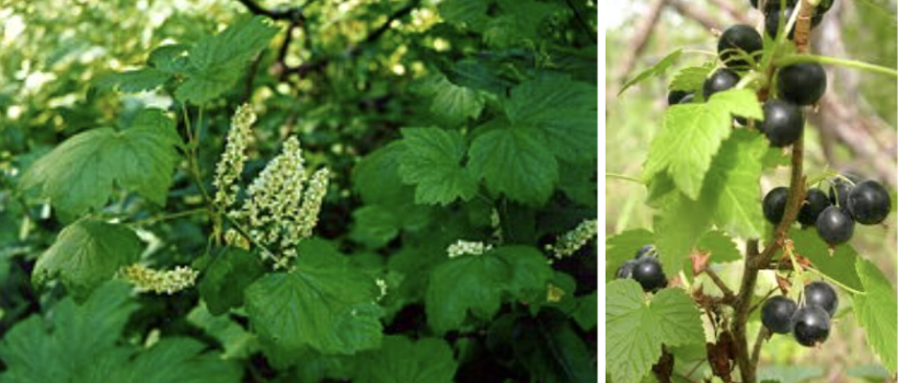 <ul><li><p>Aromatic lobed leaves</p></li><li><p>Small pale flowers in spring</p></li><li><p>Black berries by late summer</p></li><li><p>No thorns or prickles</p></li><li><p>Wet forests & muskeg edges</p></li><li><p>Sometimes confused with gooseberries</p></li></ul><p></p>
