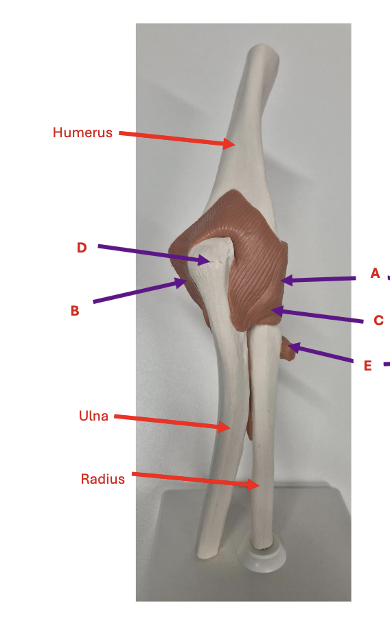 <p>Identify each labelled structure in the image (Elbow Anterior View)</p>