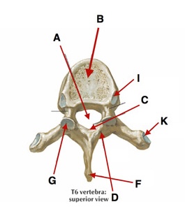 <p>Bony Landmarks of Thoracic Spine (Skip C)</p>