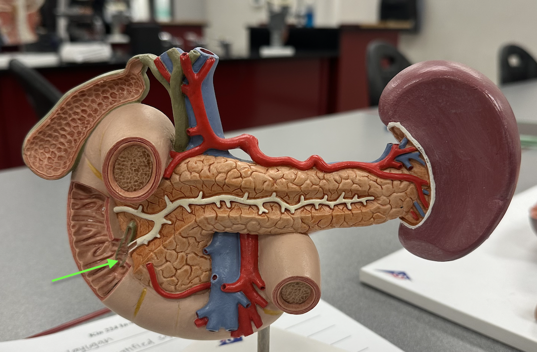 <p>Identify structure</p>