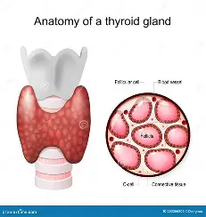 <p>Thyroid Gland</p>