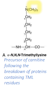 <p>precursor of carnitine following the breakdown of proteins containing TML residues</p>