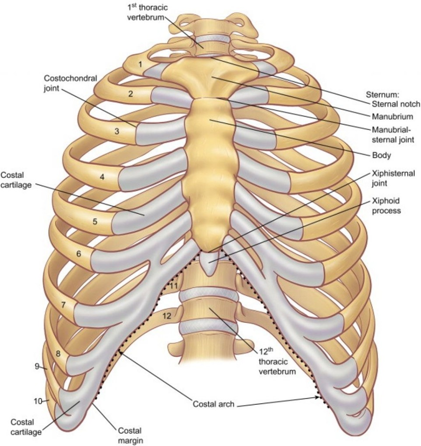 <p>The Thorax &amp; Upper Extremities </p>