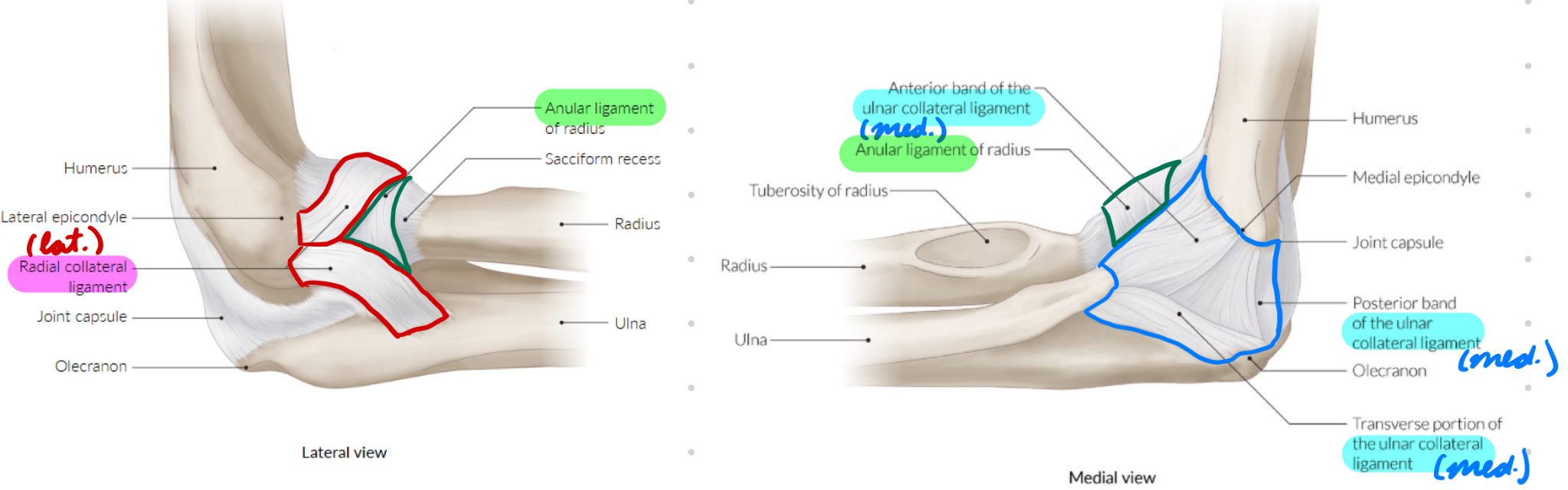 <p>Around radius head (radioulnar joint)</p><p>Anchor radius head to ulna radial notch</p>
