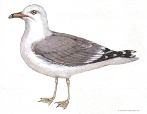 <p>Family Laridae</p>