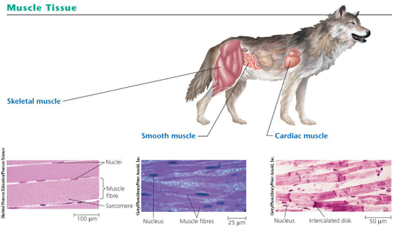 <p> Muscle tissue consists of long cells called muscle fibres, which contract in response to nerve signals ‘'</p><p> It is divided in the vertebrate body into three types</p><p>1. Skeletal muscle, or striated muscle, responsible for voluntary movement </p><p>2. Smooth muscle responsible for involuntary body activities </p><p>3. Cardiac muscle responsible for contraction of the heart</p>