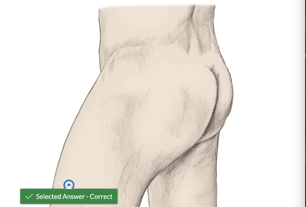 <p><span>Using hot spot technology identify the general area that you will find the vastus lateralis.</span></p>
