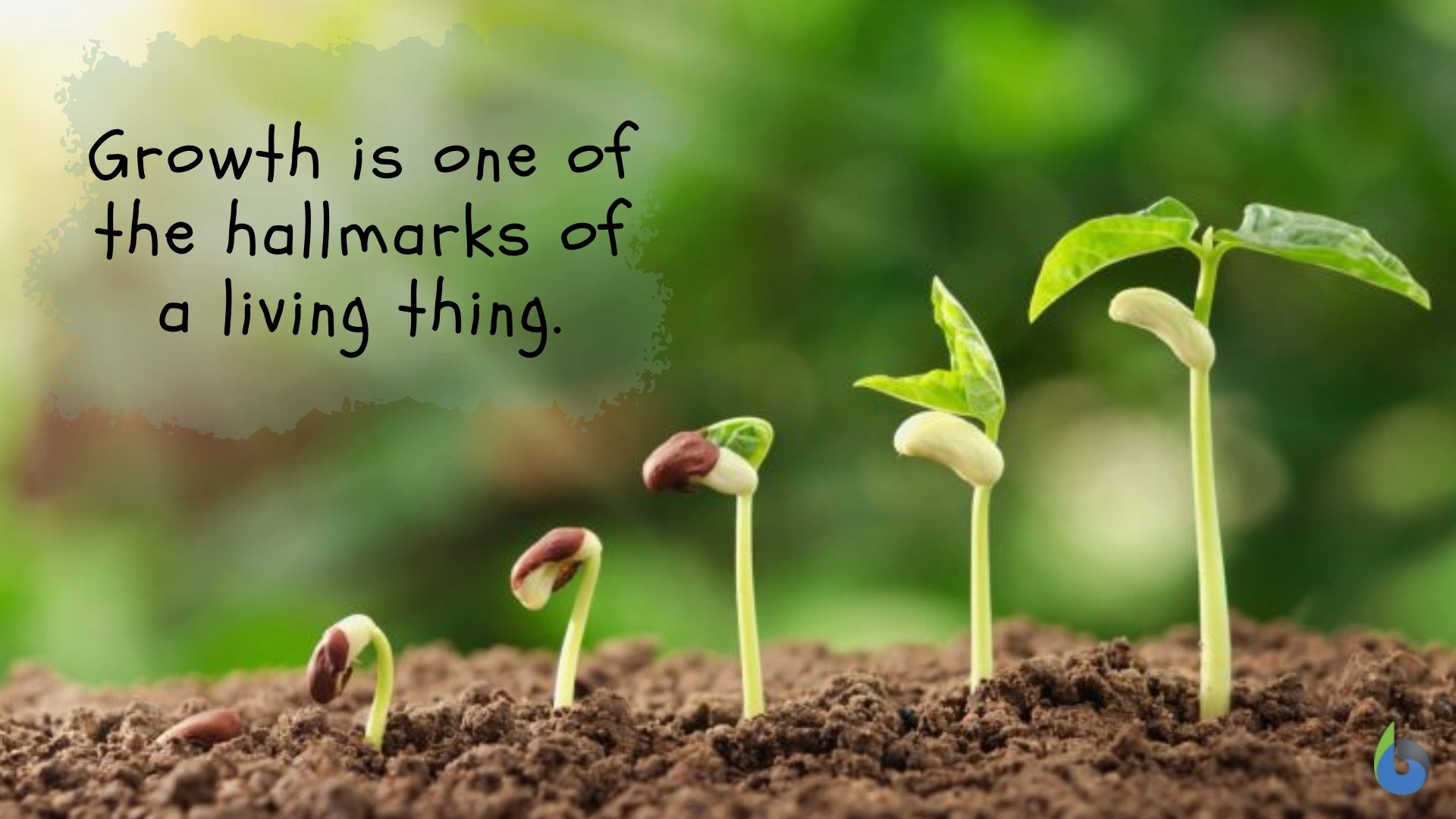 <p>Creation; the process of growing or improving.</p>